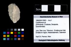 Foto (Objekt + Etikett) von Cyclothyreus sp.  (NHMW-GEO-1990-0041-3902)